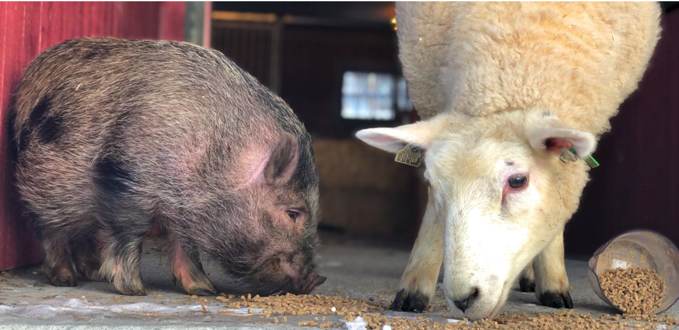 Sau og gris spiser ved siden av hverandre på Myhre Gård.
